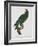 Female Puerto Rican Parrot-Jacques Barraband-Framed Giclee Print