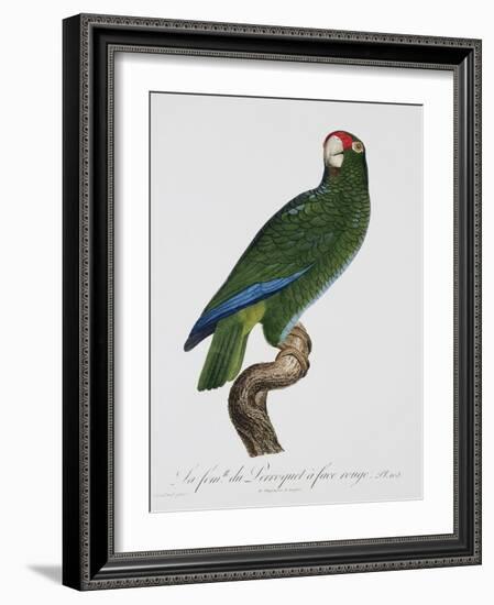 Female Puerto Rican Parrot-Jacques Barraband-Framed Giclee Print