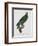 Female Puerto Rican Parrot-Jacques Barraband-Framed Premium Giclee Print