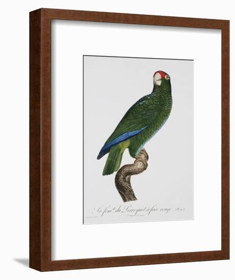 Female Puerto Rican Parrot-Jacques Barraband-Framed Premium Giclee Print