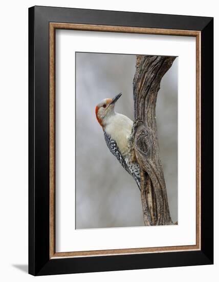 Female Red-bellied woodpecker and red berries, Kentucky-Adam Jones-Framed Photographic Print