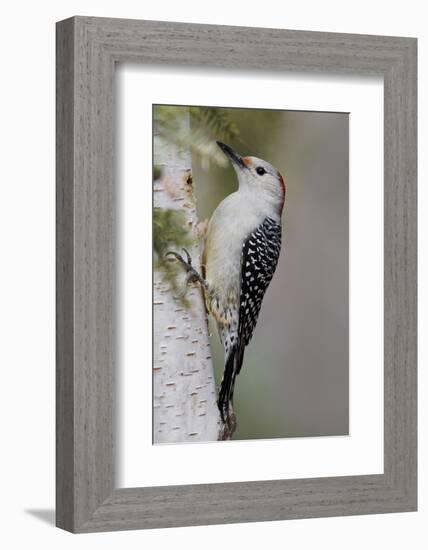 Female Red-bellied woodpecker, Melanerpes carolinus and red berries, Kentucky-Adam Jones-Framed Photographic Print