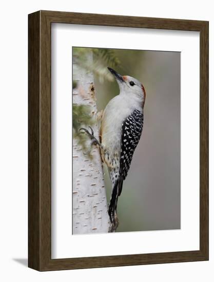 Female Red-bellied woodpecker, Melanerpes carolinus and red berries, Kentucky-Adam Jones-Framed Photographic Print