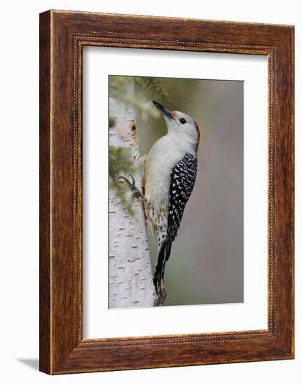 Female Red-bellied woodpecker, Melanerpes carolinus and red berries, Kentucky-Adam Jones-Framed Photographic Print