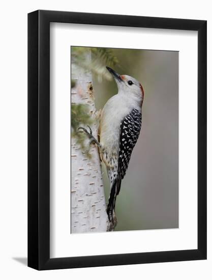 Female Red-bellied woodpecker, Melanerpes carolinus and red berries, Kentucky-Adam Jones-Framed Photographic Print