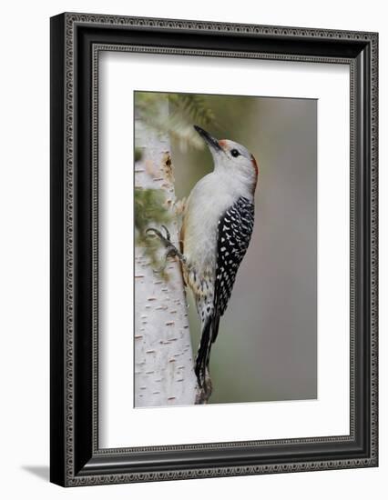 Female Red-bellied woodpecker, Melanerpes carolinus and red berries, Kentucky-Adam Jones-Framed Photographic Print