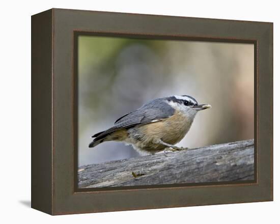 Female Red-Breasted Nuthatch (Sitta Canadensis), Wasilla, Alaska, USA-null-Framed Premier Image Canvas