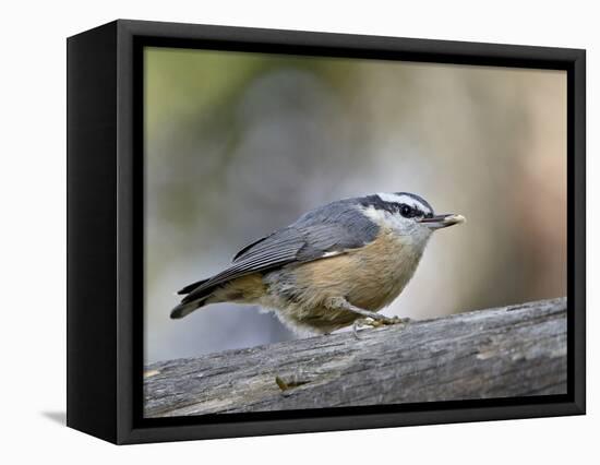 Female Red-Breasted Nuthatch (Sitta Canadensis), Wasilla, Alaska, USA-null-Framed Premier Image Canvas
