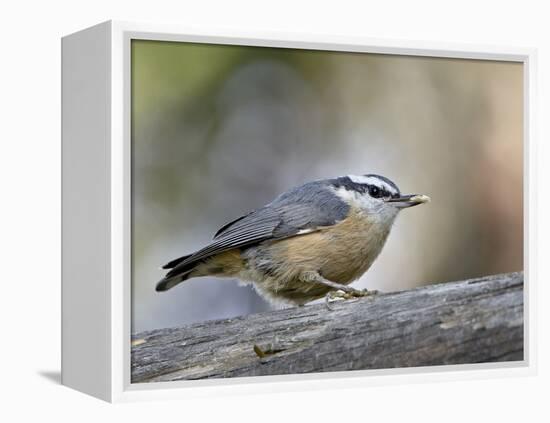 Female Red-Breasted Nuthatch (Sitta Canadensis), Wasilla, Alaska, USA-null-Framed Premier Image Canvas