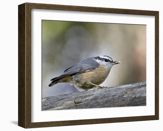 Female Red-Breasted Nuthatch (Sitta Canadensis), Wasilla, Alaska, USA-null-Framed Photographic Print