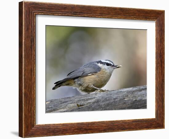 Female Red-Breasted Nuthatch (Sitta Canadensis), Wasilla, Alaska, USA-null-Framed Photographic Print