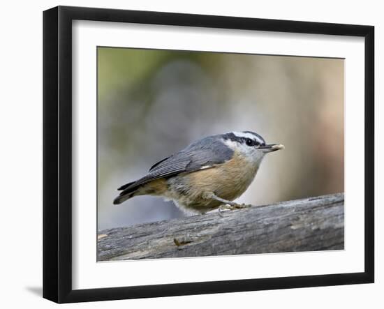 Female Red-Breasted Nuthatch (Sitta Canadensis), Wasilla, Alaska, USA-null-Framed Photographic Print