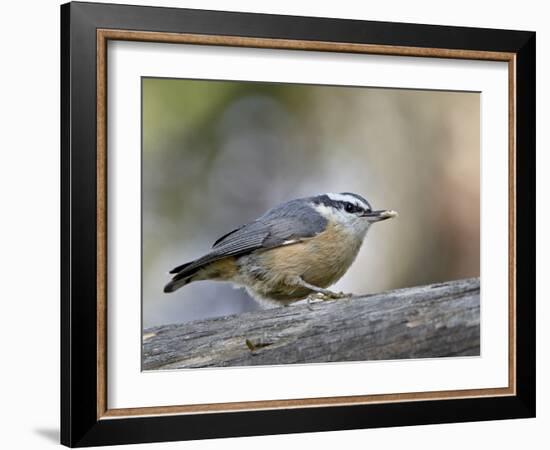 Female Red-Breasted Nuthatch (Sitta Canadensis), Wasilla, Alaska, USA-null-Framed Photographic Print