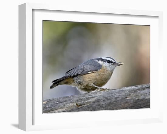 Female Red-Breasted Nuthatch (Sitta Canadensis), Wasilla, Alaska, USA-null-Framed Photographic Print