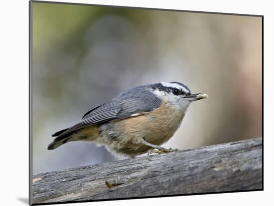 Female Red-Breasted Nuthatch (Sitta Canadensis), Wasilla, Alaska, USA-null-Mounted Photographic Print