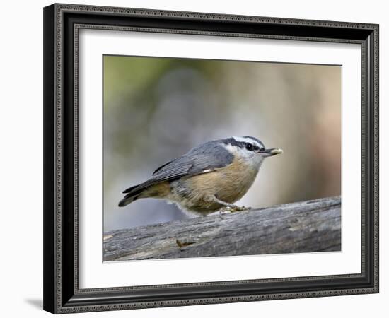 Female Red-Breasted Nuthatch (Sitta Canadensis), Wasilla, Alaska, USA-null-Framed Photographic Print