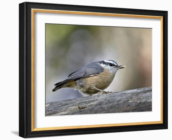 Female Red-Breasted Nuthatch (Sitta Canadensis), Wasilla, Alaska, USA-null-Framed Photographic Print