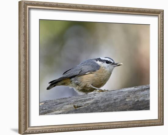 Female Red-Breasted Nuthatch (Sitta Canadensis), Wasilla, Alaska, USA-null-Framed Photographic Print