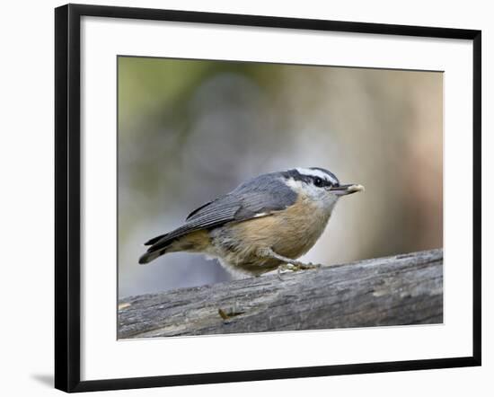 Female Red-Breasted Nuthatch (Sitta Canadensis), Wasilla, Alaska, USA-null-Framed Photographic Print