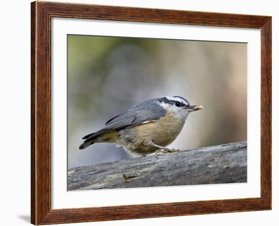 Female Red-Breasted Nuthatch (Sitta Canadensis), Wasilla, Alaska, USA-null-Framed Photographic Print