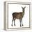 Female Red Deer in Front of a White Background-Life on White-Framed Premier Image Canvas