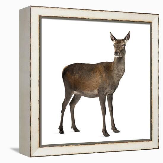 Female Red Deer in Front of a White Background-Life on White-Framed Premier Image Canvas