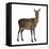 Female Red Deer in Front of a White Background-Life on White-Framed Premier Image Canvas