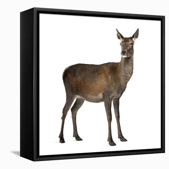 Female Red Deer in Front of a White Background-Life on White-Framed Premier Image Canvas