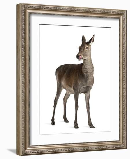 Female Red Deer in Front of a White Background-Life on White-Framed Photographic Print