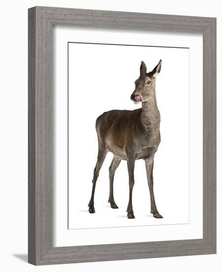 Female Red Deer in Front of a White Background-Life on White-Framed Photographic Print