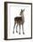 Female Red Deer in Front of a White Background-Life on White-Framed Photographic Print