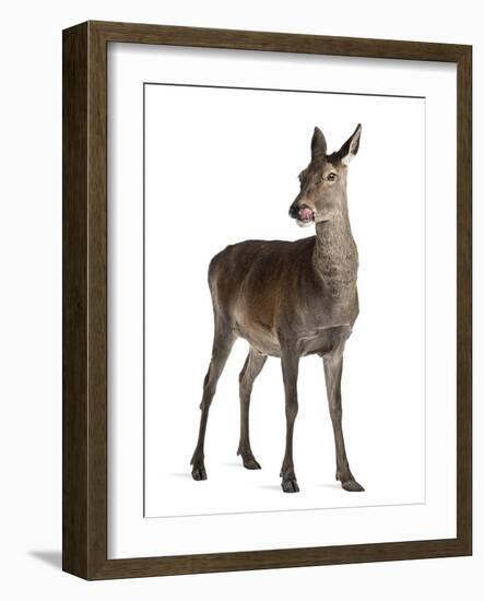 Female Red Deer in Front of a White Background-Life on White-Framed Photographic Print