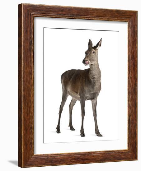 Female Red Deer in Front of a White Background-Life on White-Framed Photographic Print