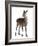 Female Red Deer in Front of a White Background-Life on White-Framed Photographic Print