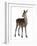 Female Red Deer in Front of a White Background-Life on White-Framed Photographic Print