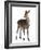 Female Red Deer in Front of a White Background-Life on White-Framed Photographic Print