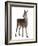 Female Red Deer in Front of a White Background-Life on White-Framed Photographic Print