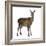 Female Red Deer in Front of a White Background-Life on White-Framed Photographic Print