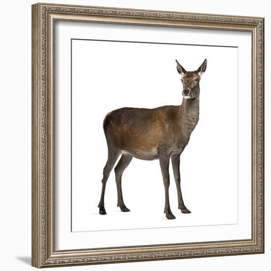 Female Red Deer in Front of a White Background-Life on White-Framed Photographic Print