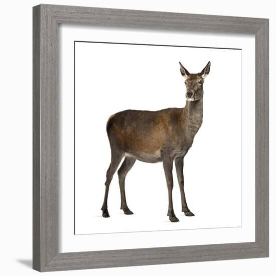 Female Red Deer in Front of a White Background-Life on White-Framed Photographic Print