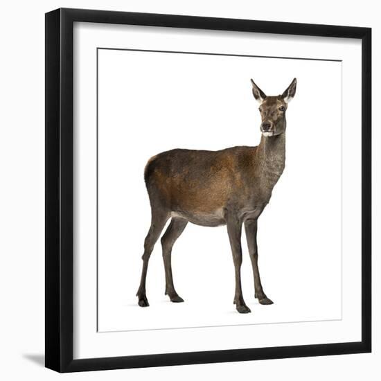 Female Red Deer in Front of a White Background-Life on White-Framed Photographic Print