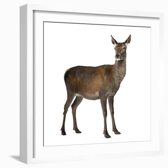 Female Red Deer in Front of a White Background-Life on White-Framed Photographic Print