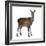 Female Red Deer in Front of a White Background-Life on White-Framed Photographic Print