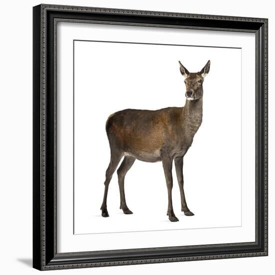 Female Red Deer in Front of a White Background-Life on White-Framed Photographic Print