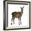 Female Red Deer in Front of a White Background-Life on White-Framed Photographic Print