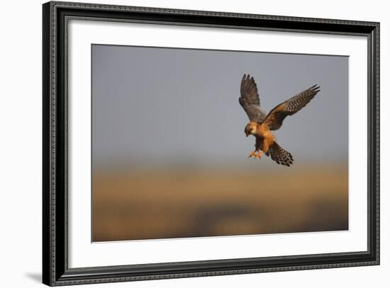 Female Red Footed Falcon (Falco Vespertinus) Hunting, Crimea, Ukraine, July-Lesniewski-Framed Photographic Print