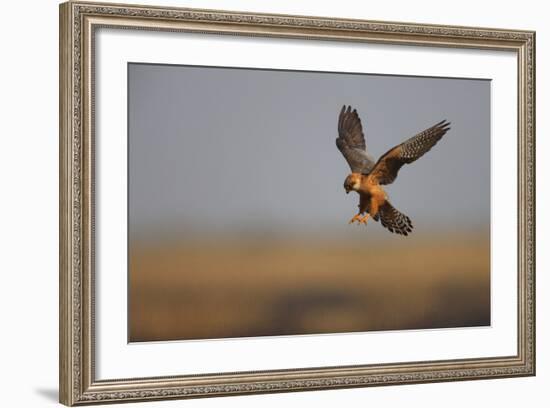 Female Red Footed Falcon (Falco Vespertinus) Hunting, Crimea, Ukraine, July-Lesniewski-Framed Photographic Print