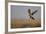 Female Red Footed Falcon (Falco Vespertinus) Hunting, Crimea, Ukraine, July-Lesniewski-Framed Photographic Print