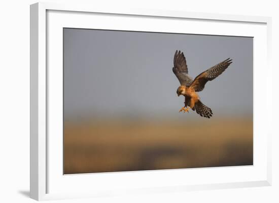 Female Red Footed Falcon (Falco Vespertinus) Hunting, Crimea, Ukraine, July-Lesniewski-Framed Photographic Print