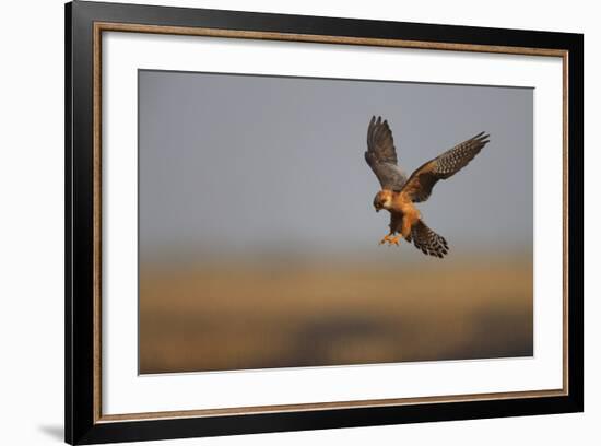 Female Red Footed Falcon (Falco Vespertinus) Hunting, Crimea, Ukraine, July-Lesniewski-Framed Photographic Print